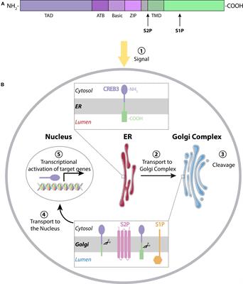 CREB3 Transcription Factors: ER-Golgi Stress Transducers as Hubs for Cellular Homeostasis